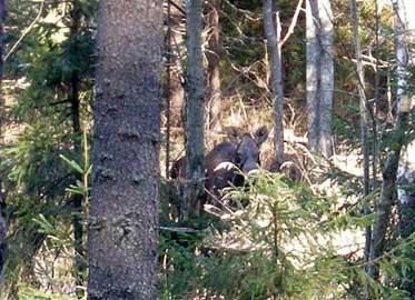 hirvi